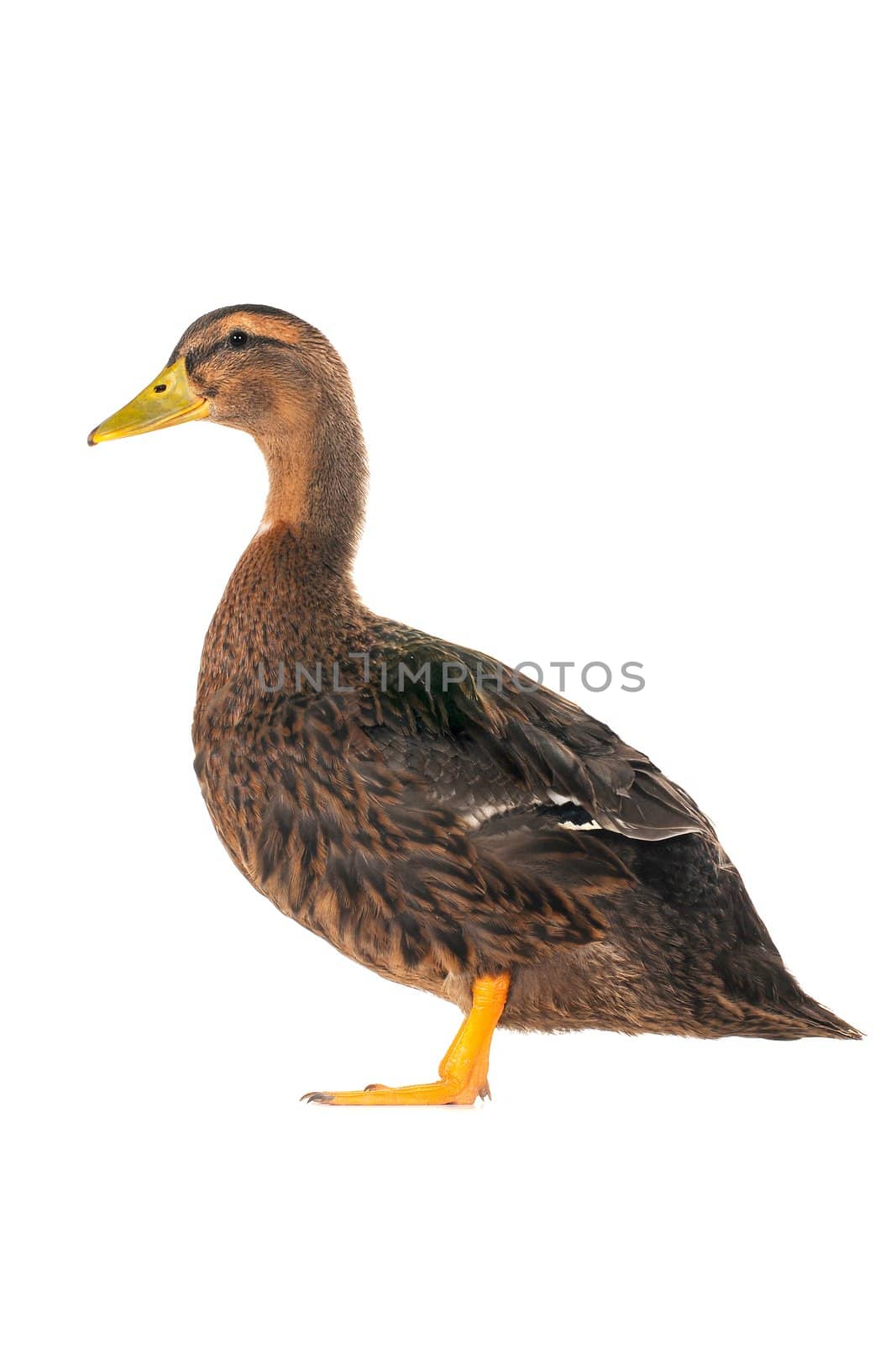  duck on a white background                           