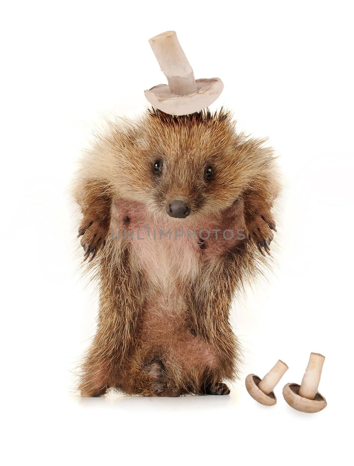 Standing hedgehog on a white background