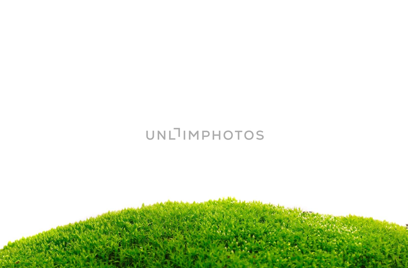 moos on white background