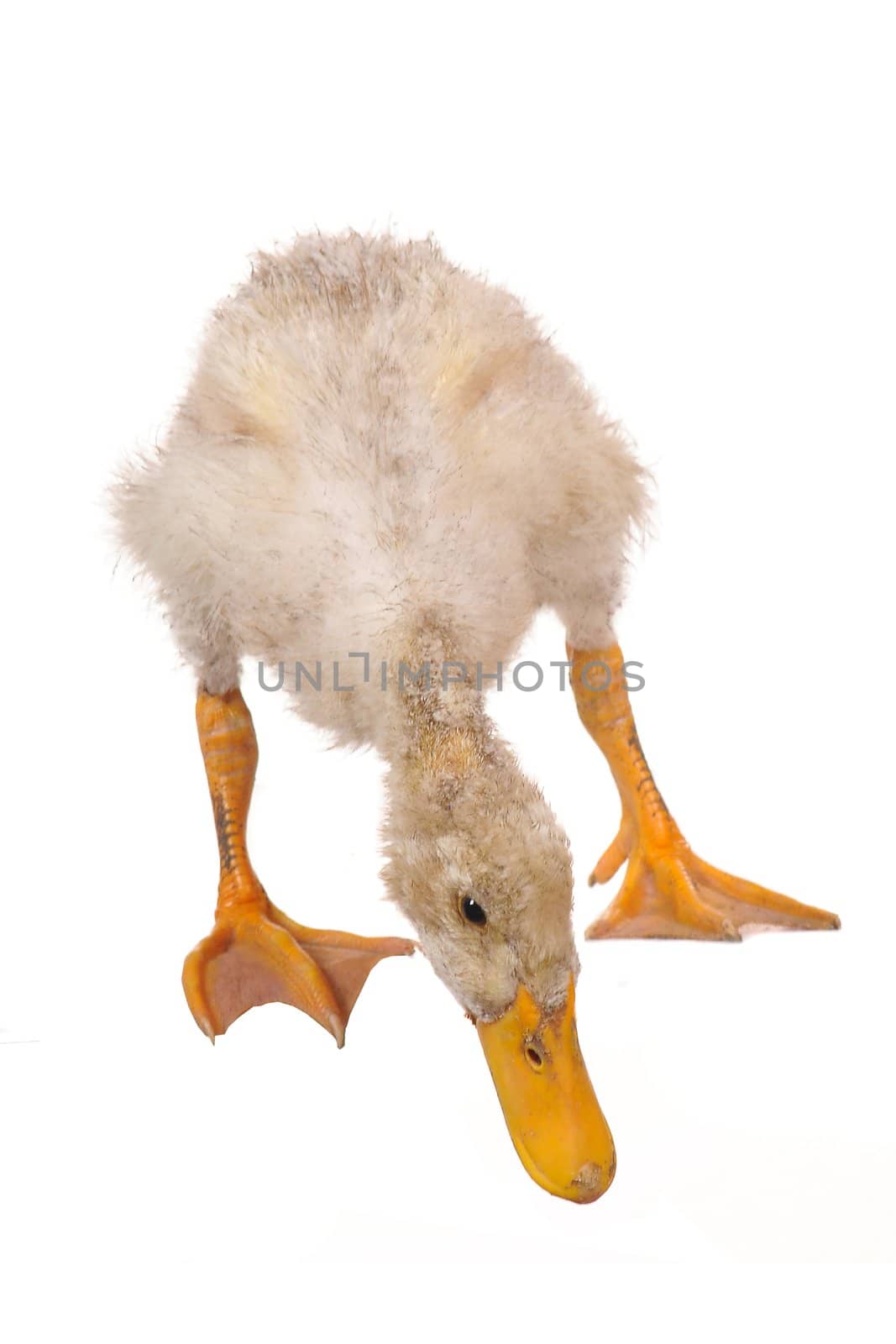  duck on a white background                           