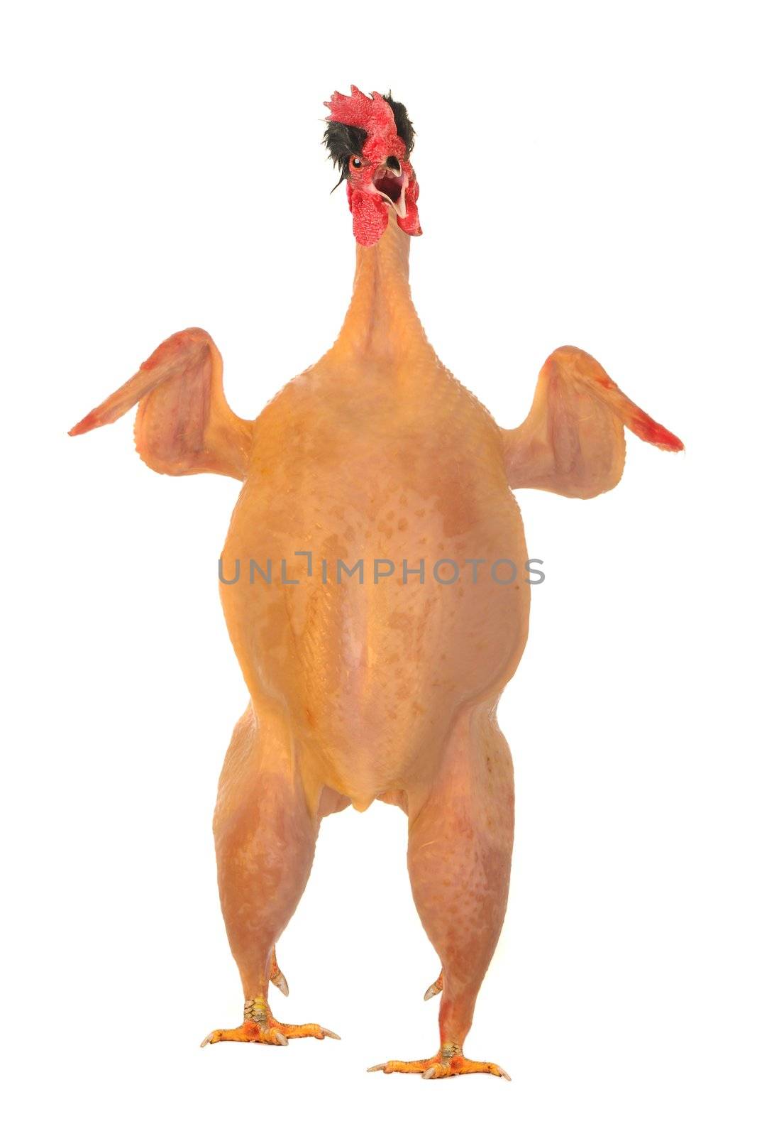 raw full length chicken lying    