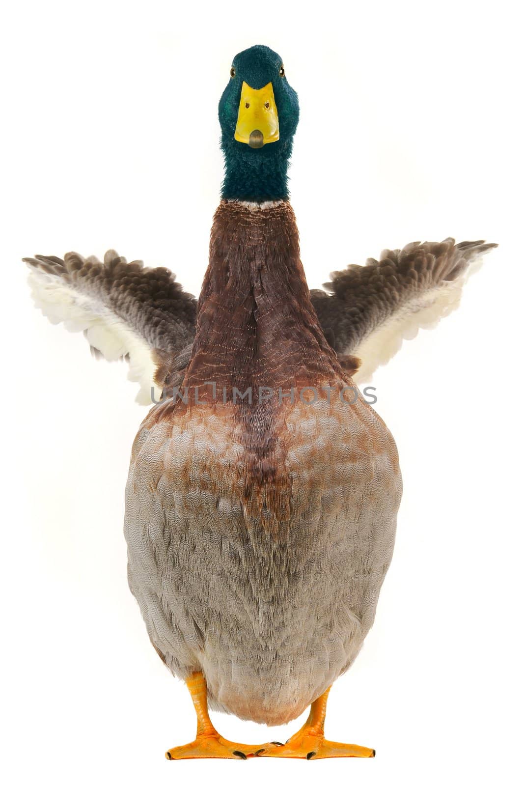  duck on a white background           