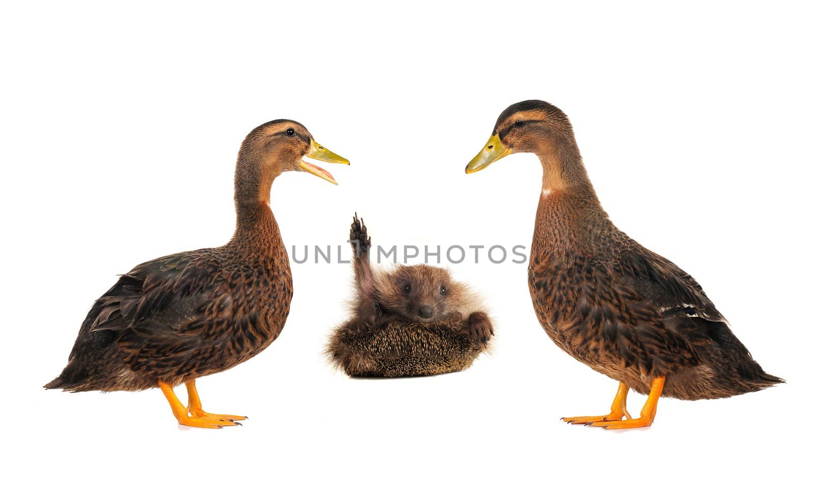 duck and hedgehog on a white background