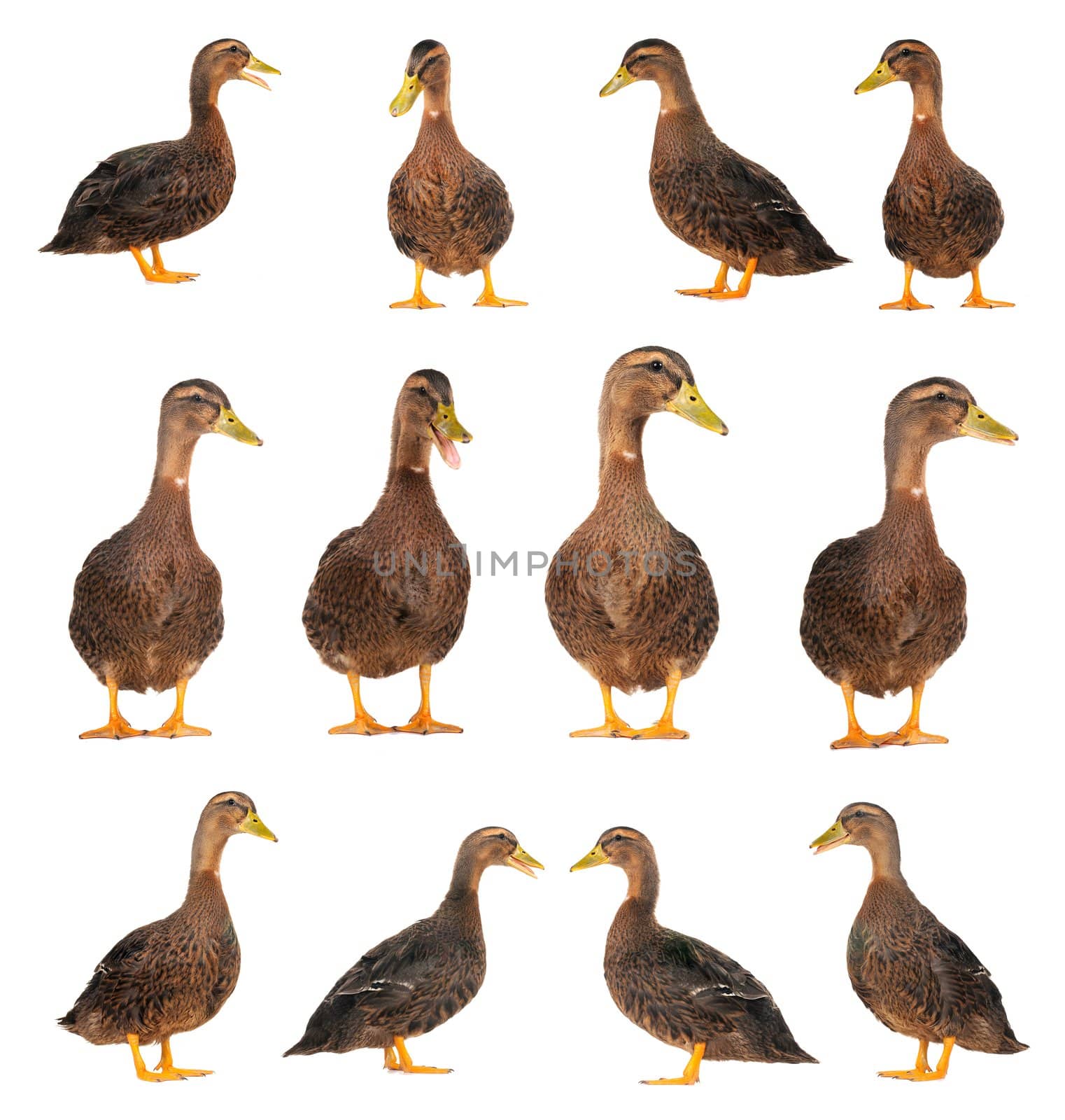  duck on a white background                           