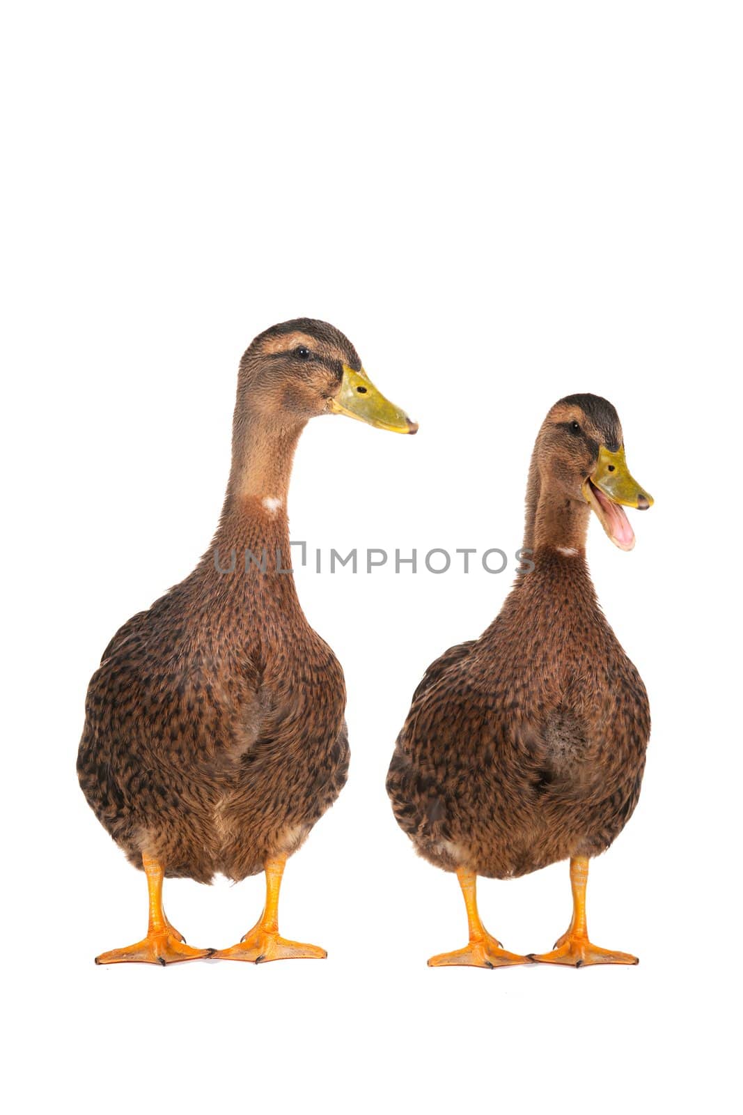  two duck on a white background                           