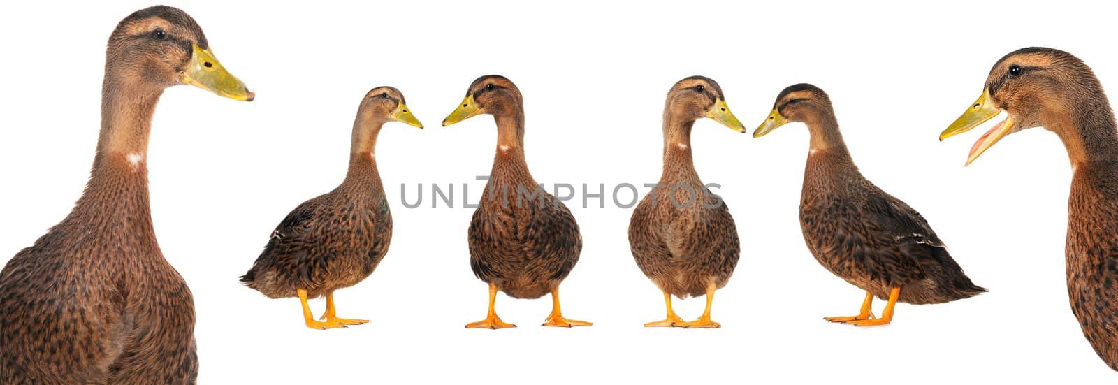  ducks on a white background                           