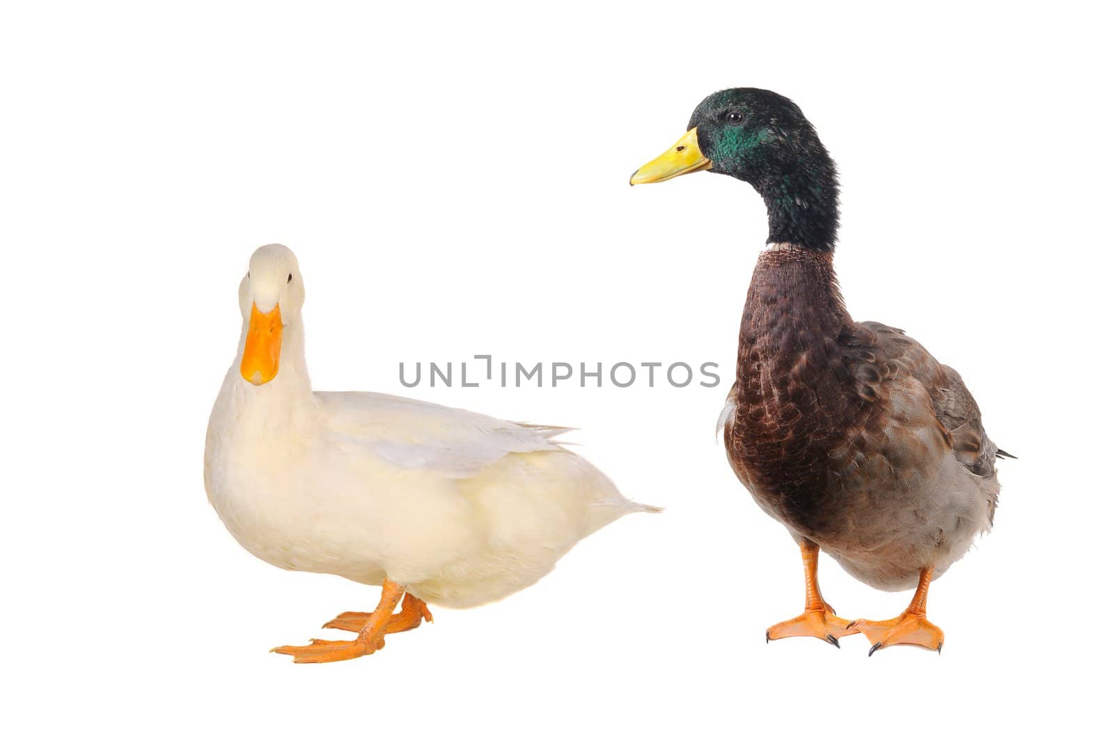 two duck white on white a background           