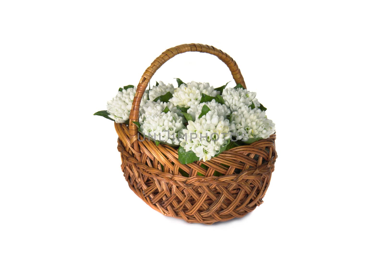 Spring snowdrop flowers bouquet isolated on white