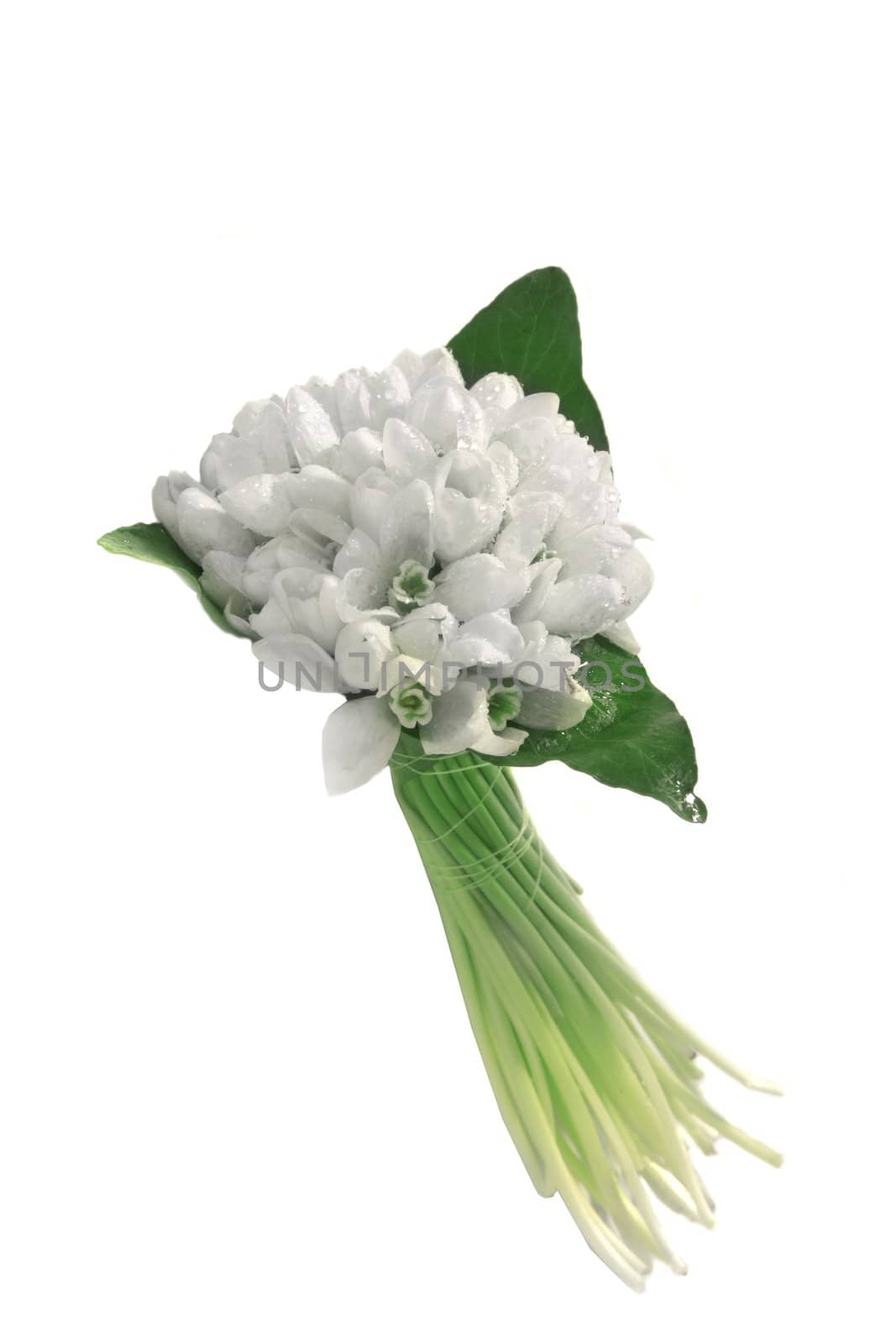 Spring snowdrop flowers bouquet isolated on white