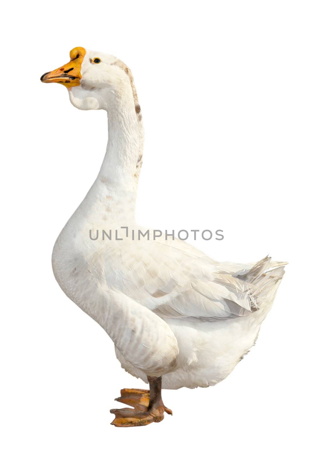 goose on a white background