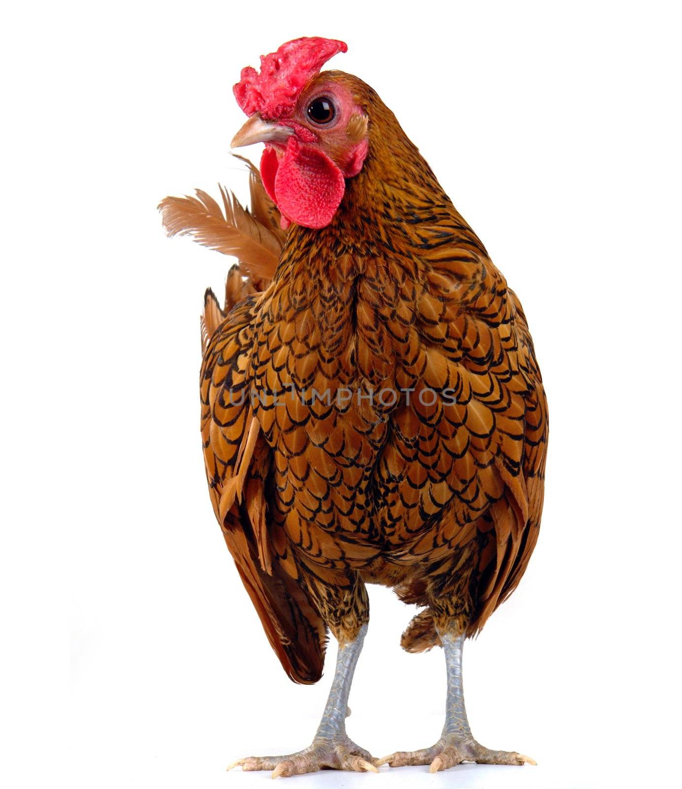 cock on a white background                               
