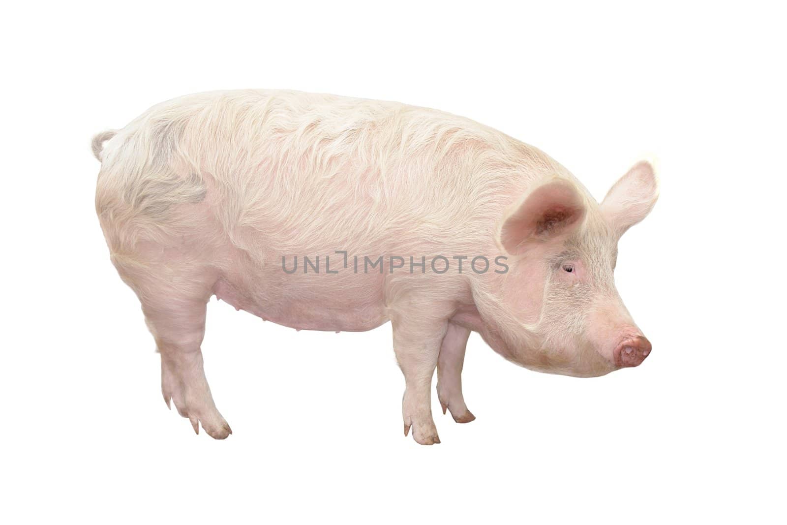 Pig, on a white background