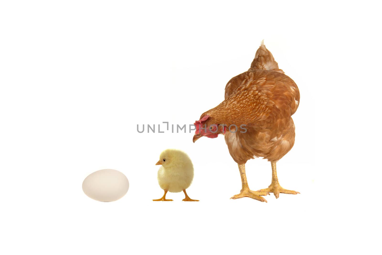 Hen, chicken and egg on a white background                                