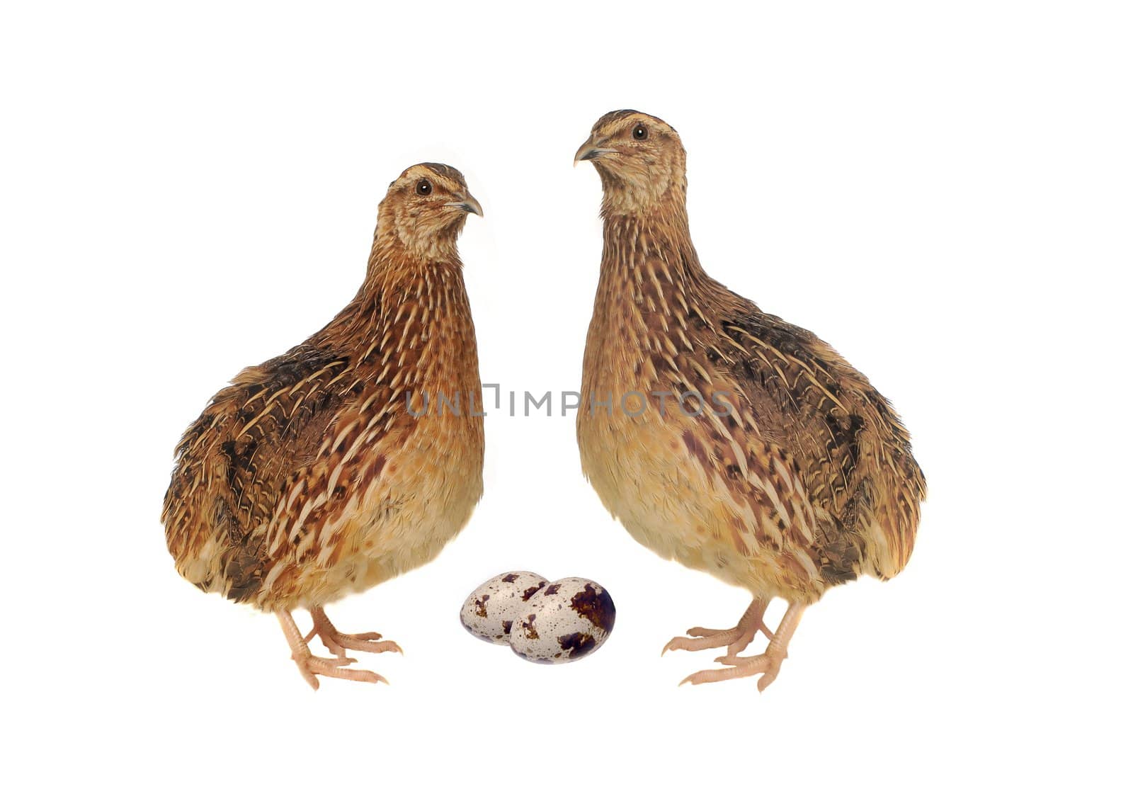 Adult quail with its eggs isolated on white background