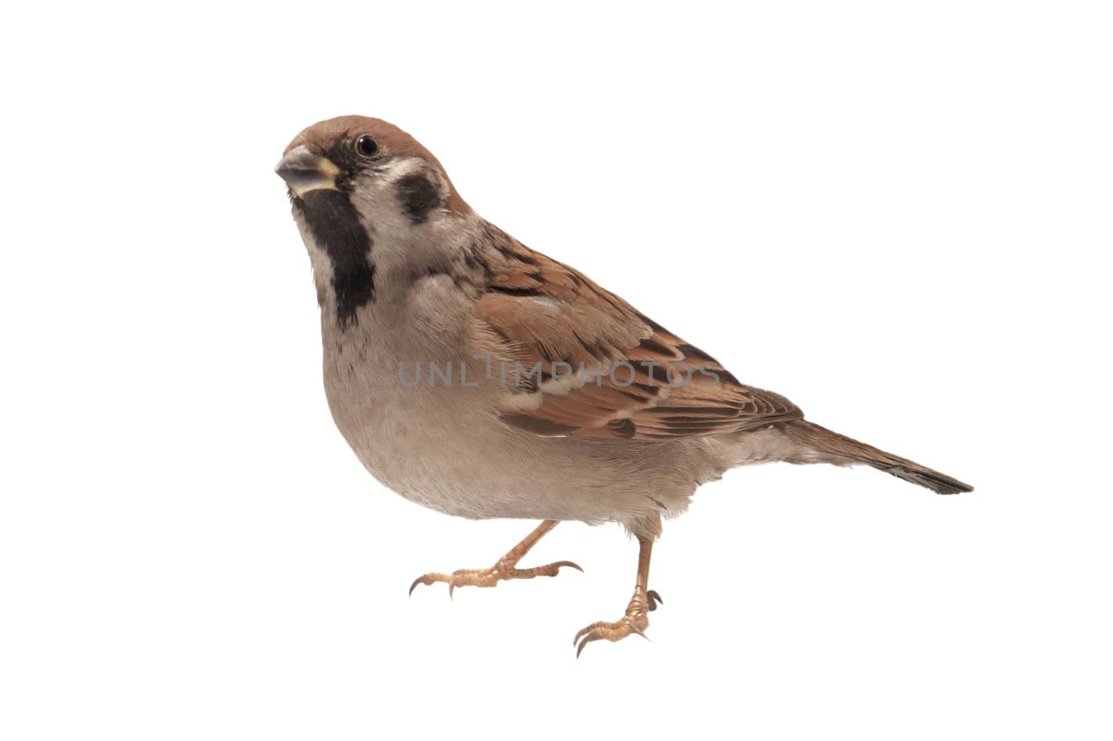 sparrow �n a white background    