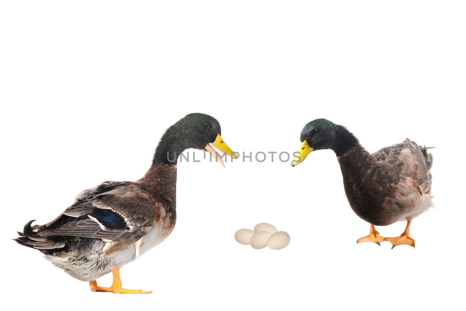  ducks on a white background           