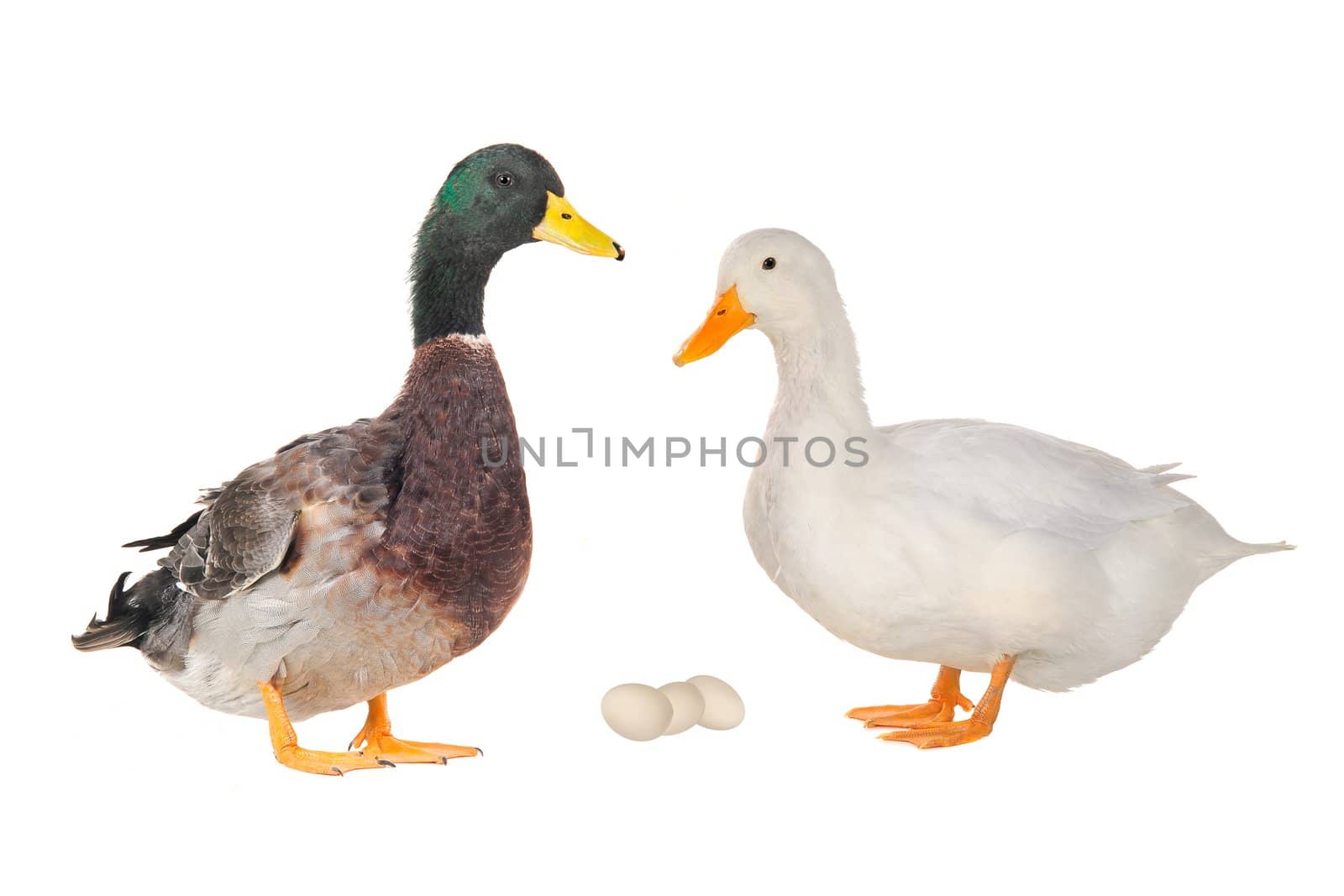 two duck on a white background           