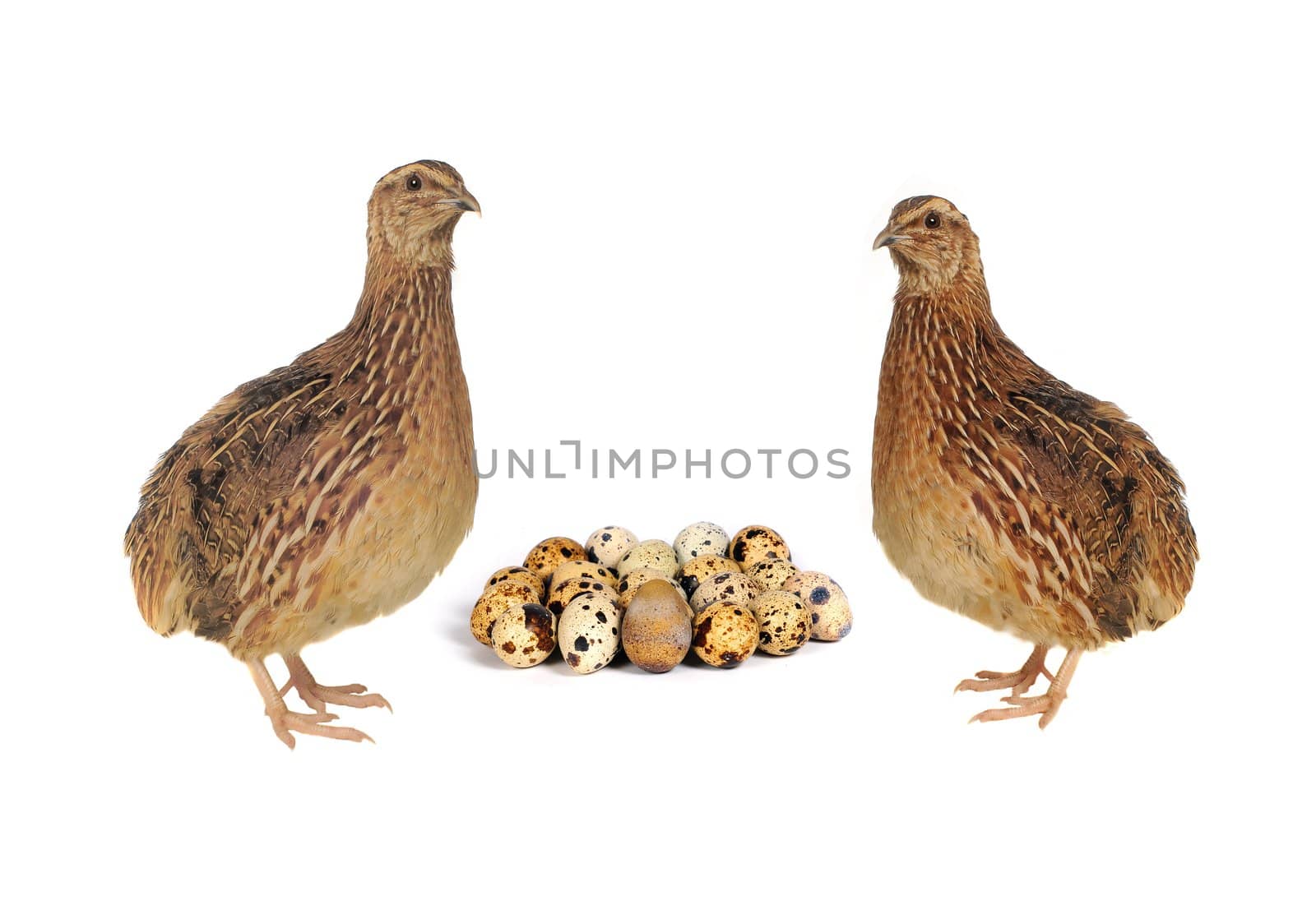 Adult quail with its eggs isolated on white background