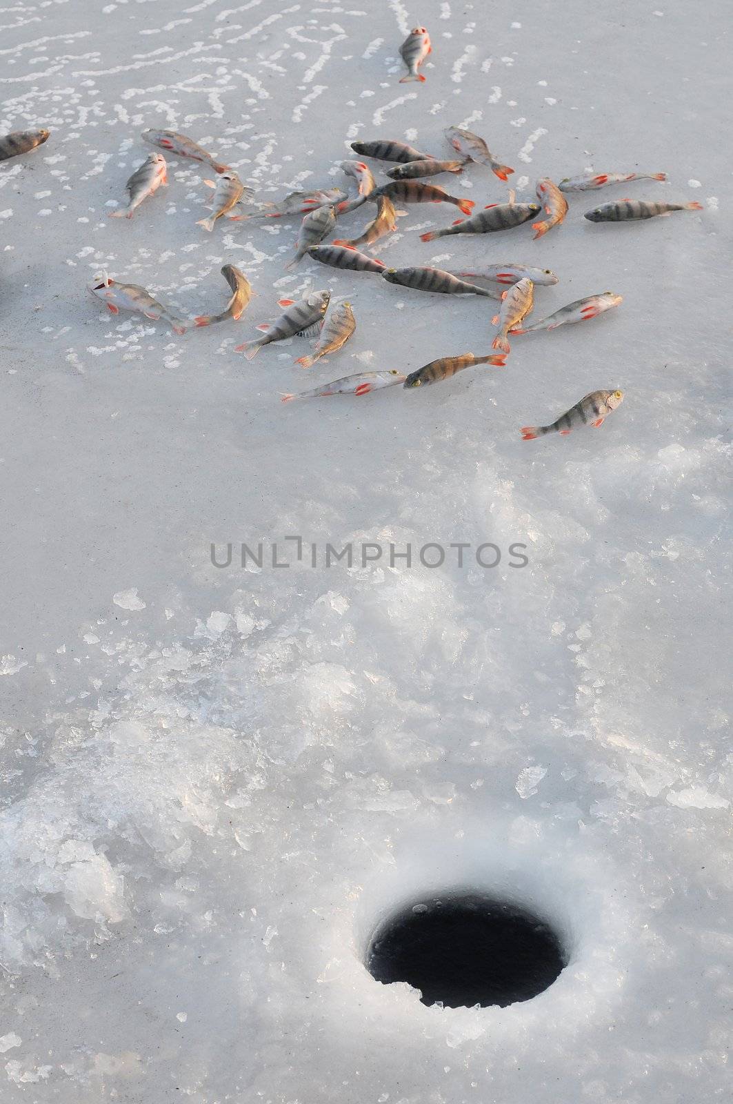 Perch fish isolated on white background