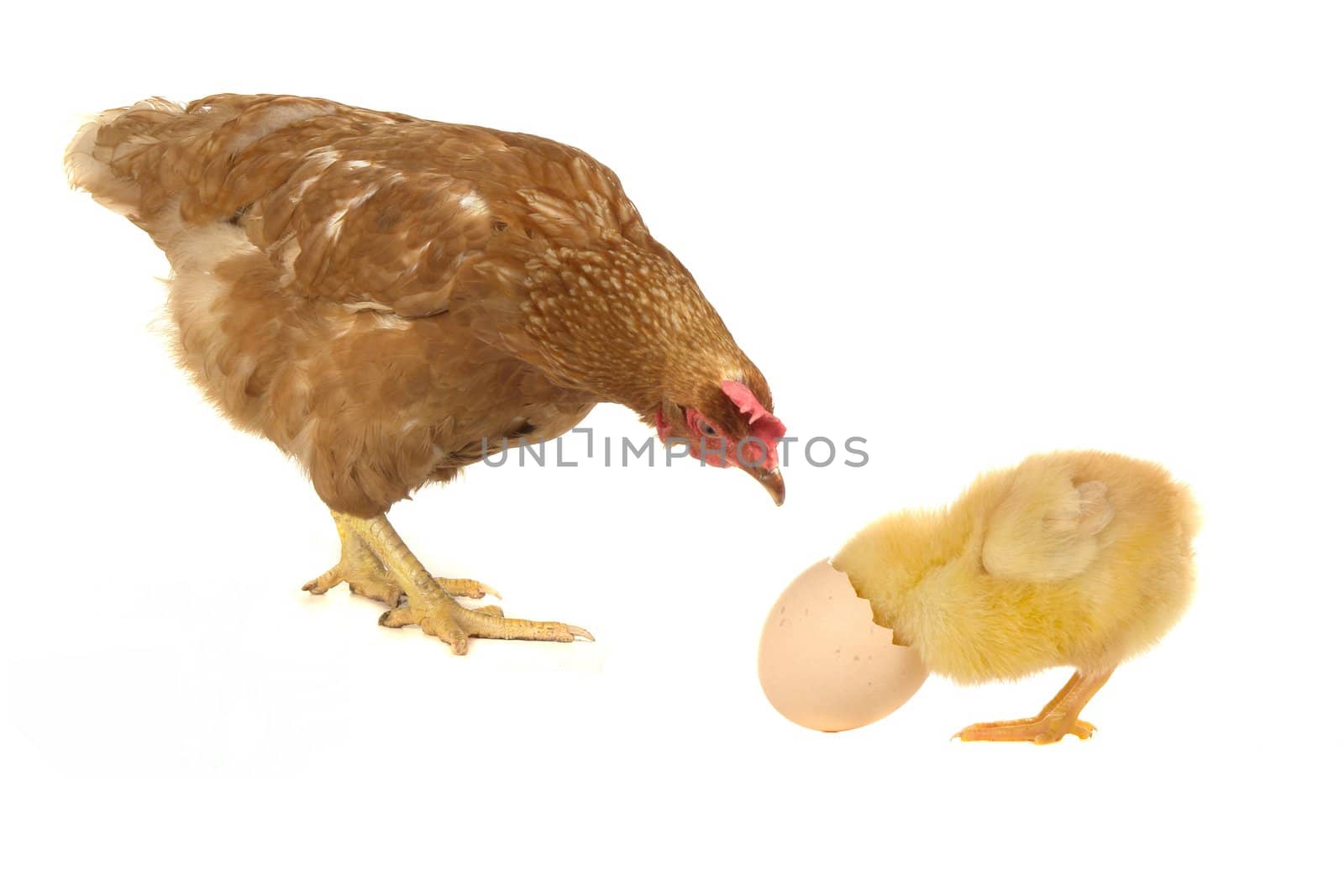 hens on a white background                                      
