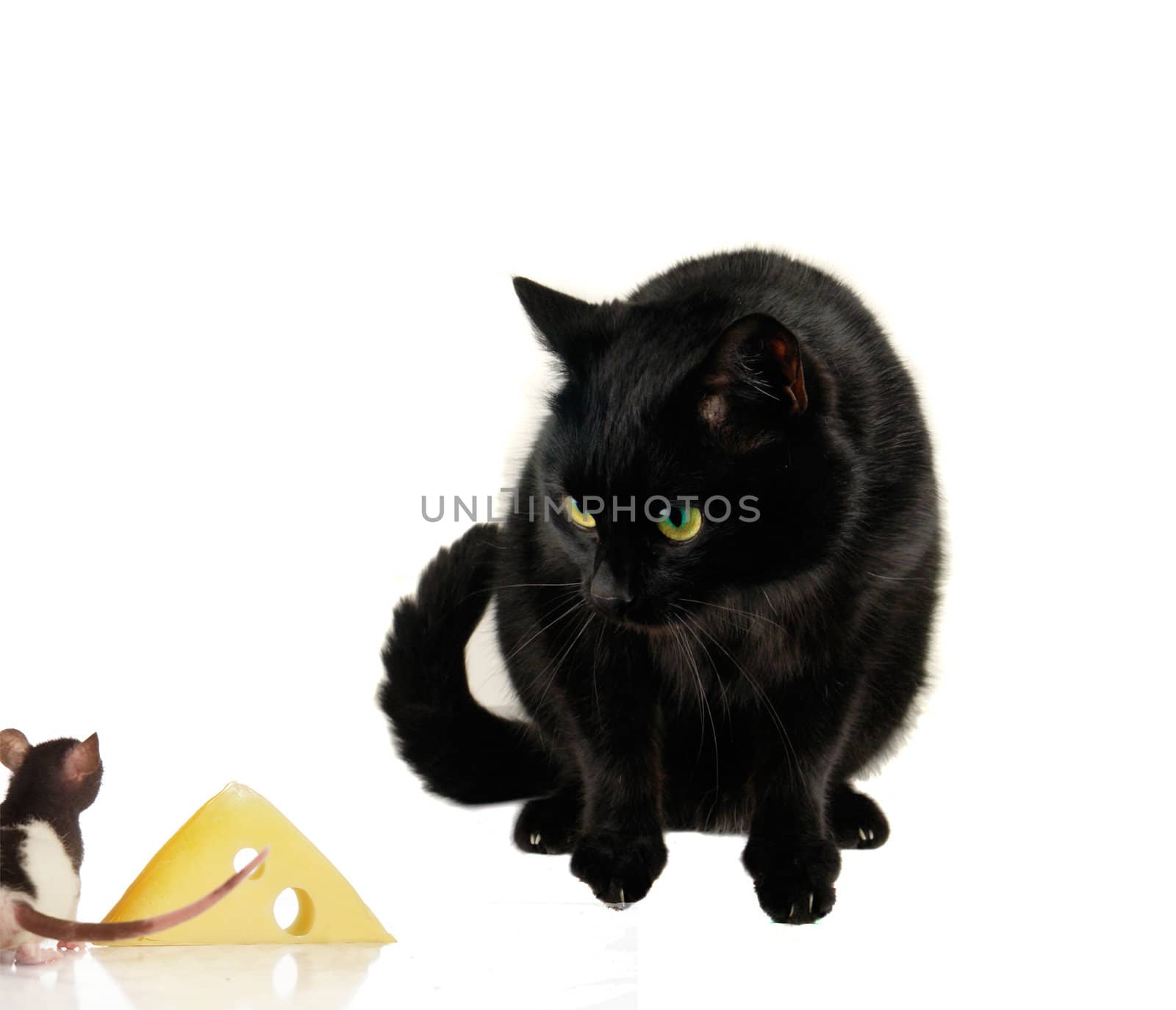 Rats and cat on a white background