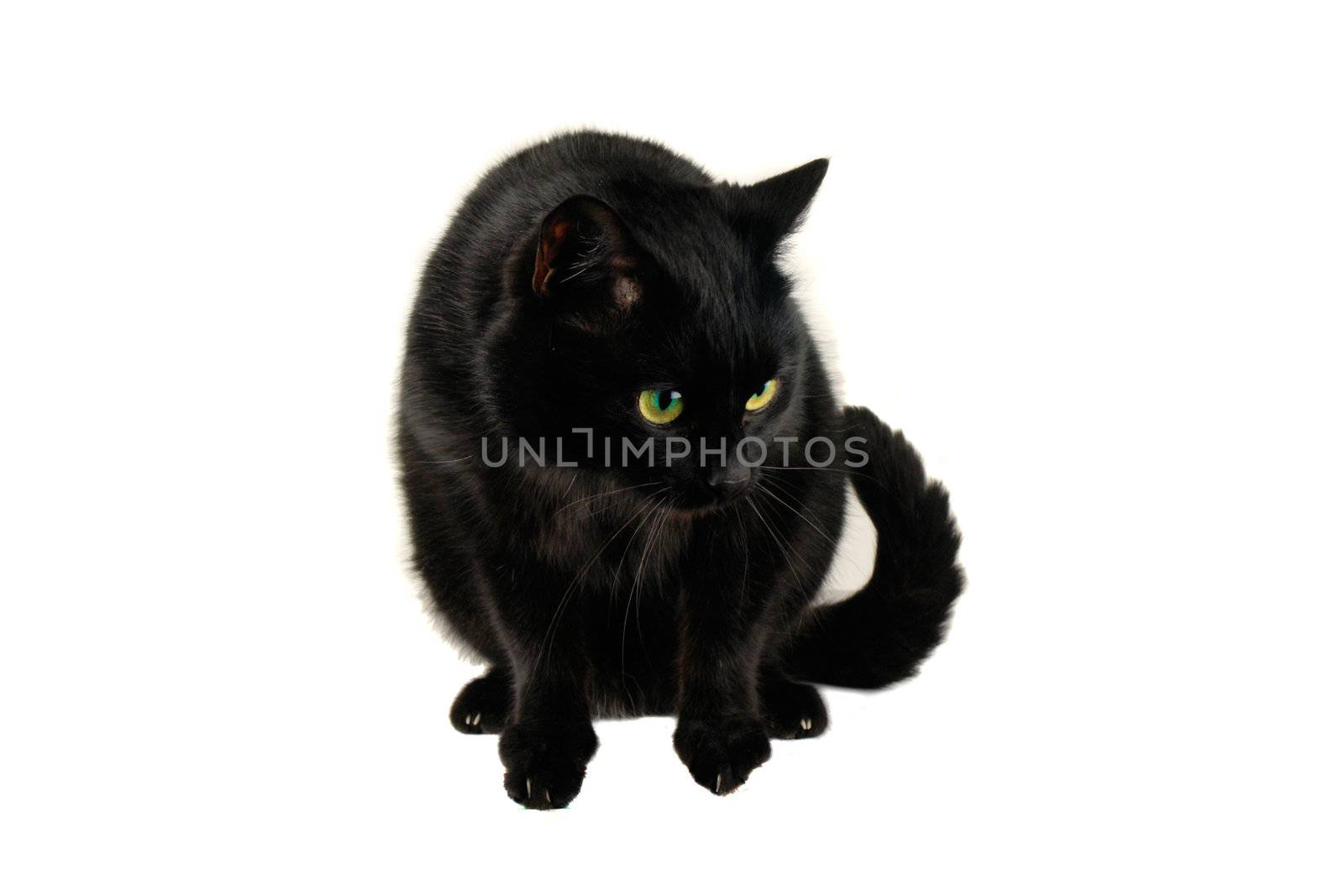  cat on a white background