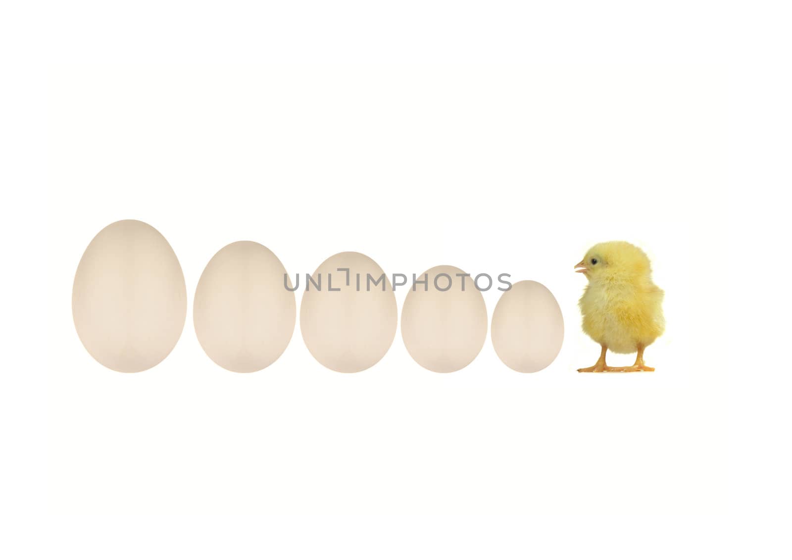 Chicken and an egg shell on white background