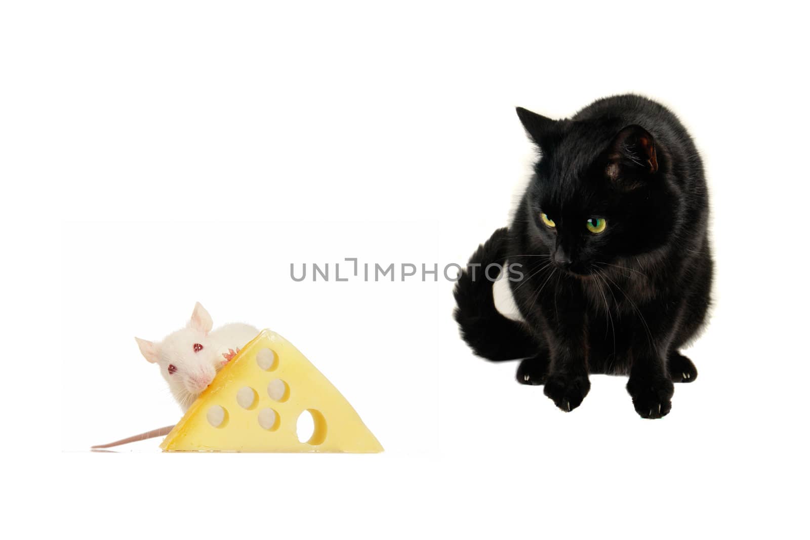 Rats and cat on a white background