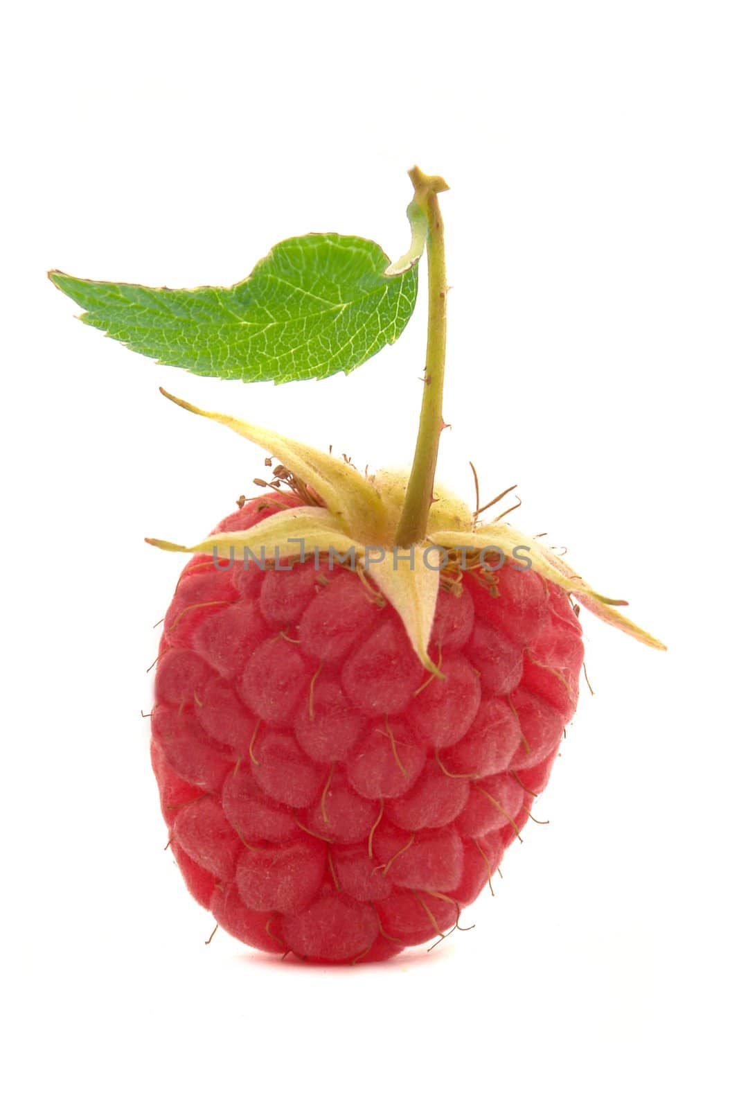 raspberry closeup isolated on white background