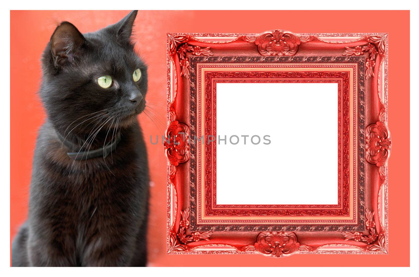 cat stepping out of picture frame
