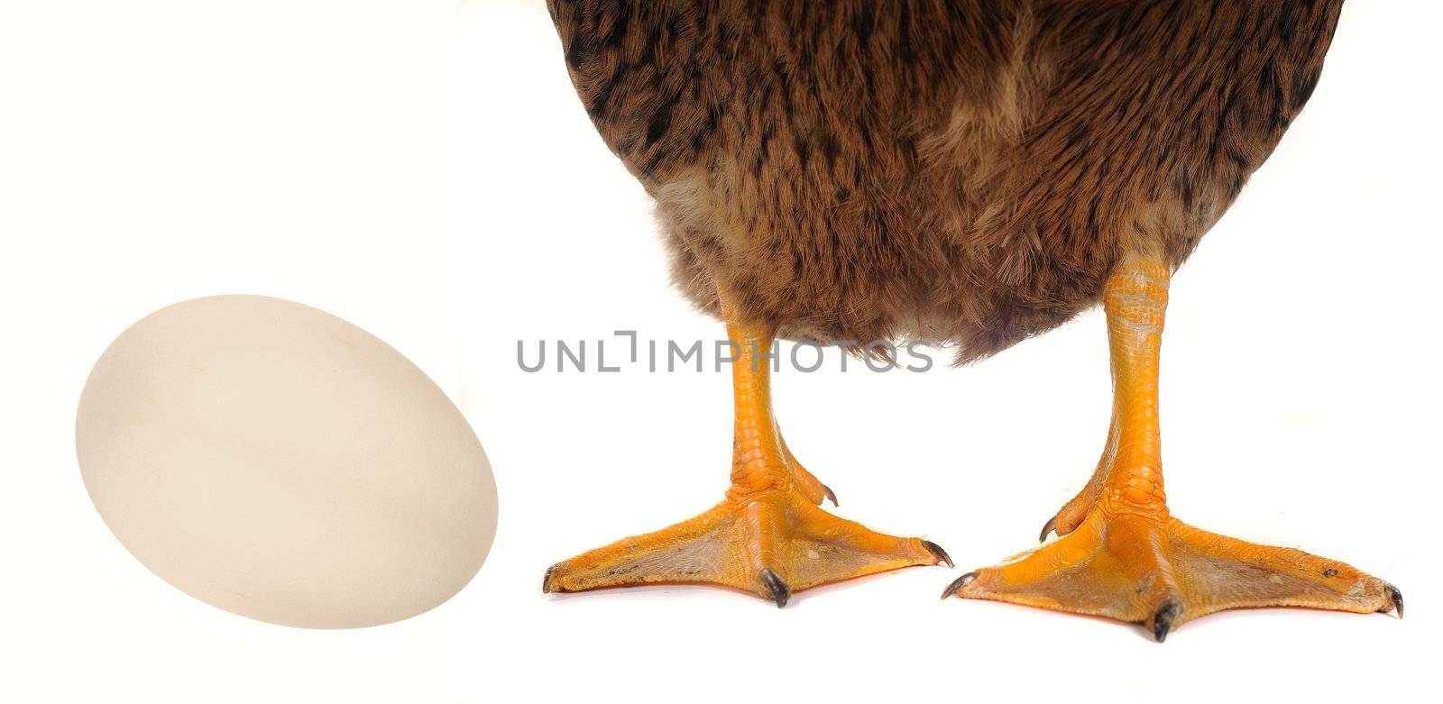 egg and duck on a white background