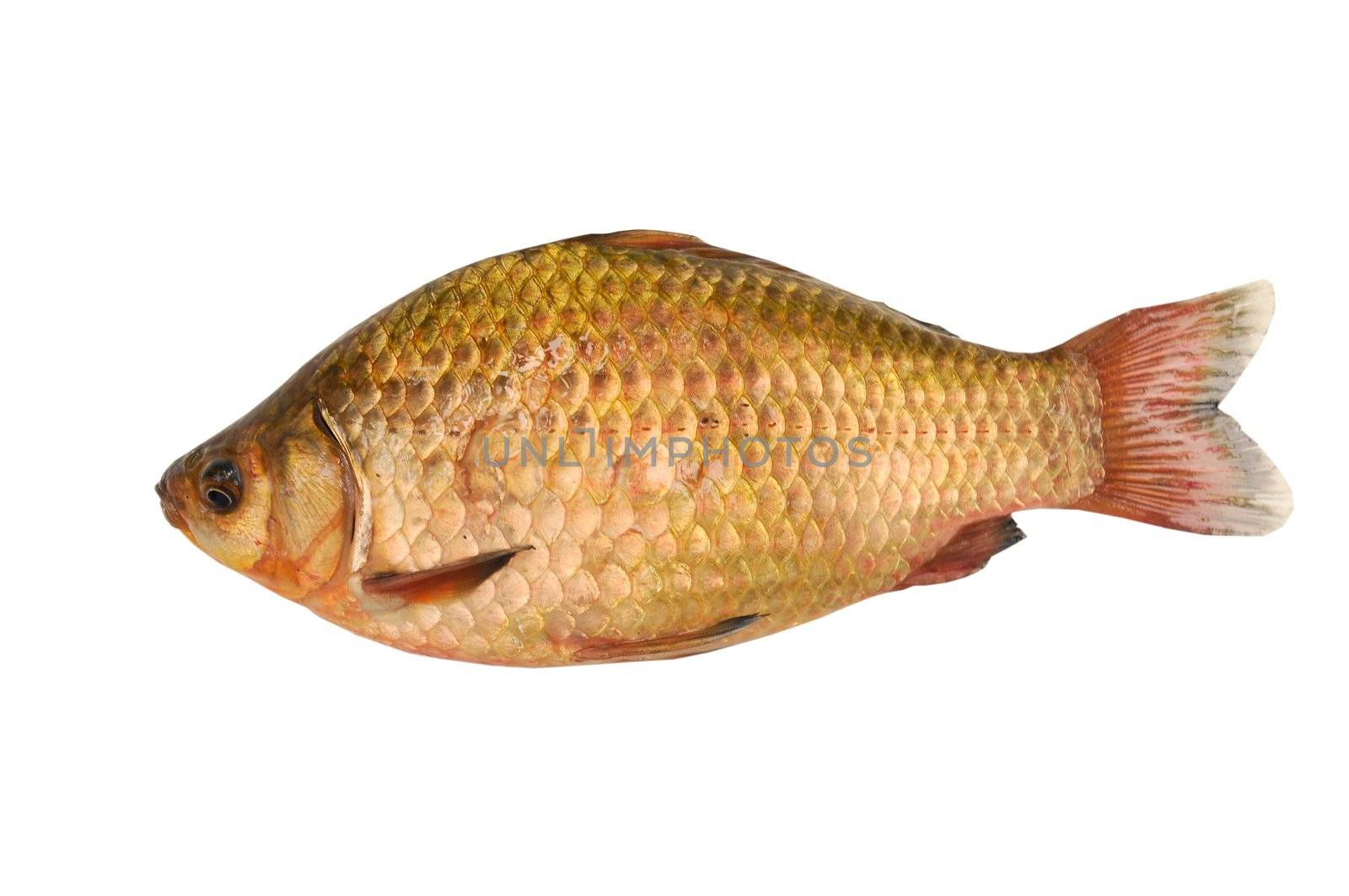 gold carp isolated on white background