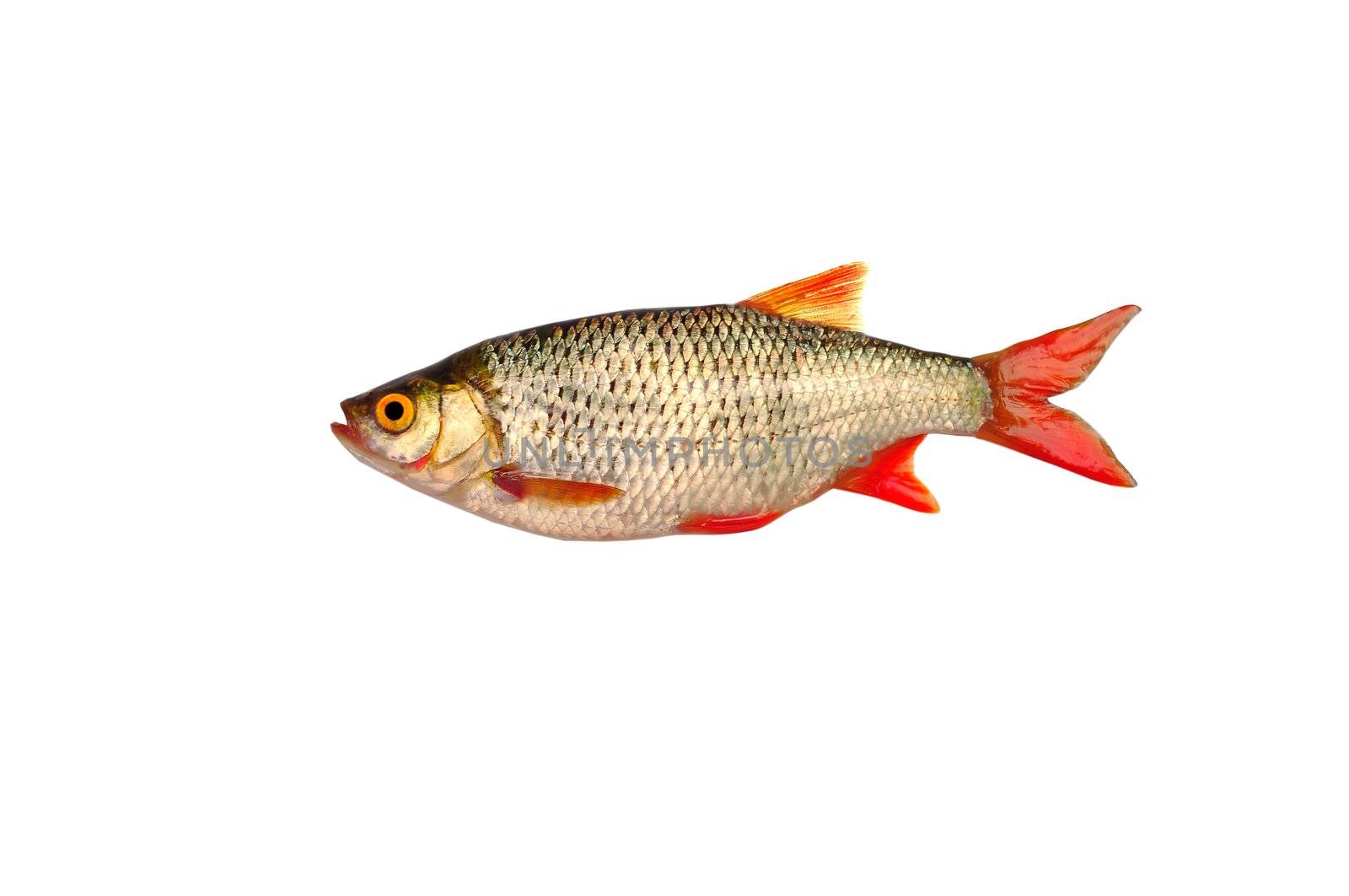  fish roach on white background