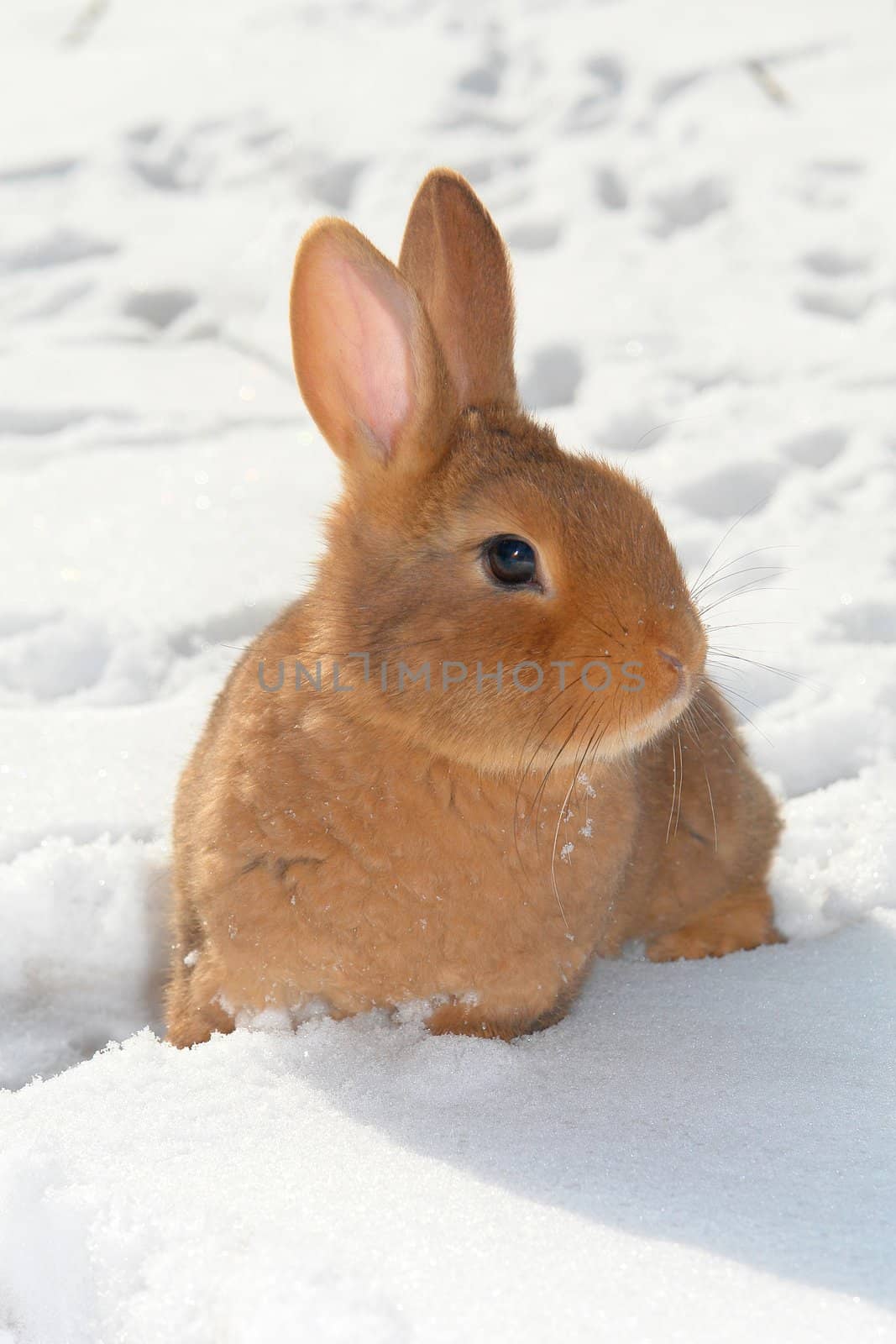 Brown a rabbit on snow