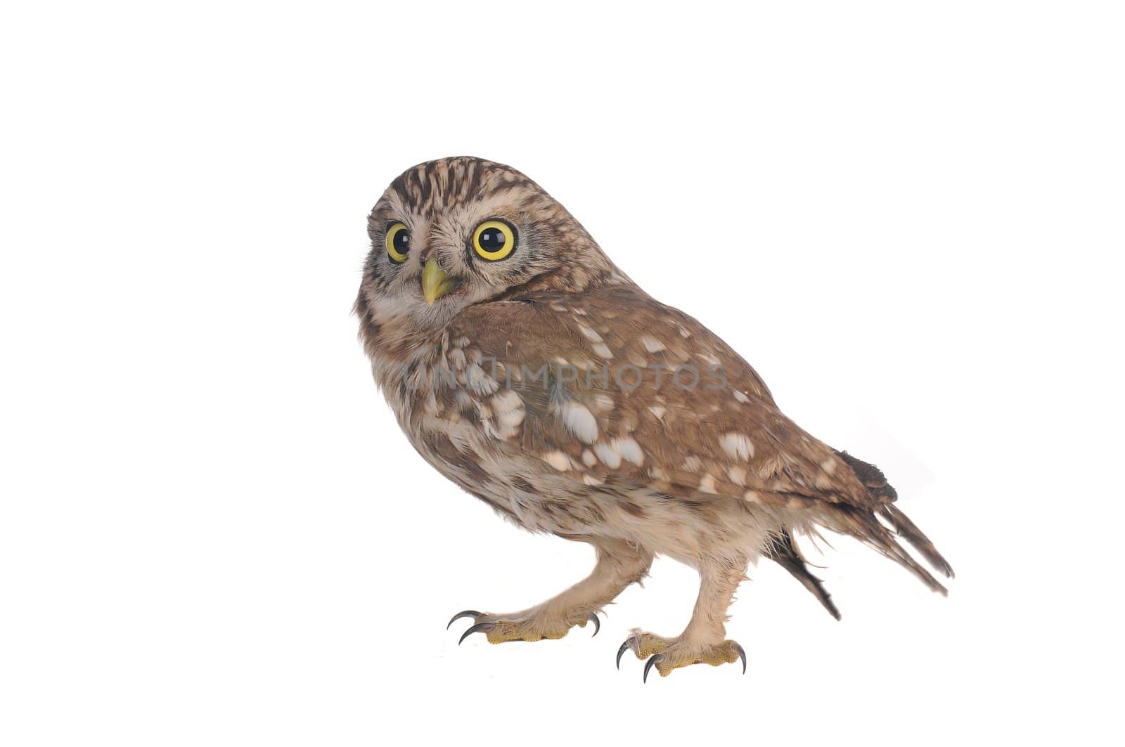 brownie  horned owl on a white background
