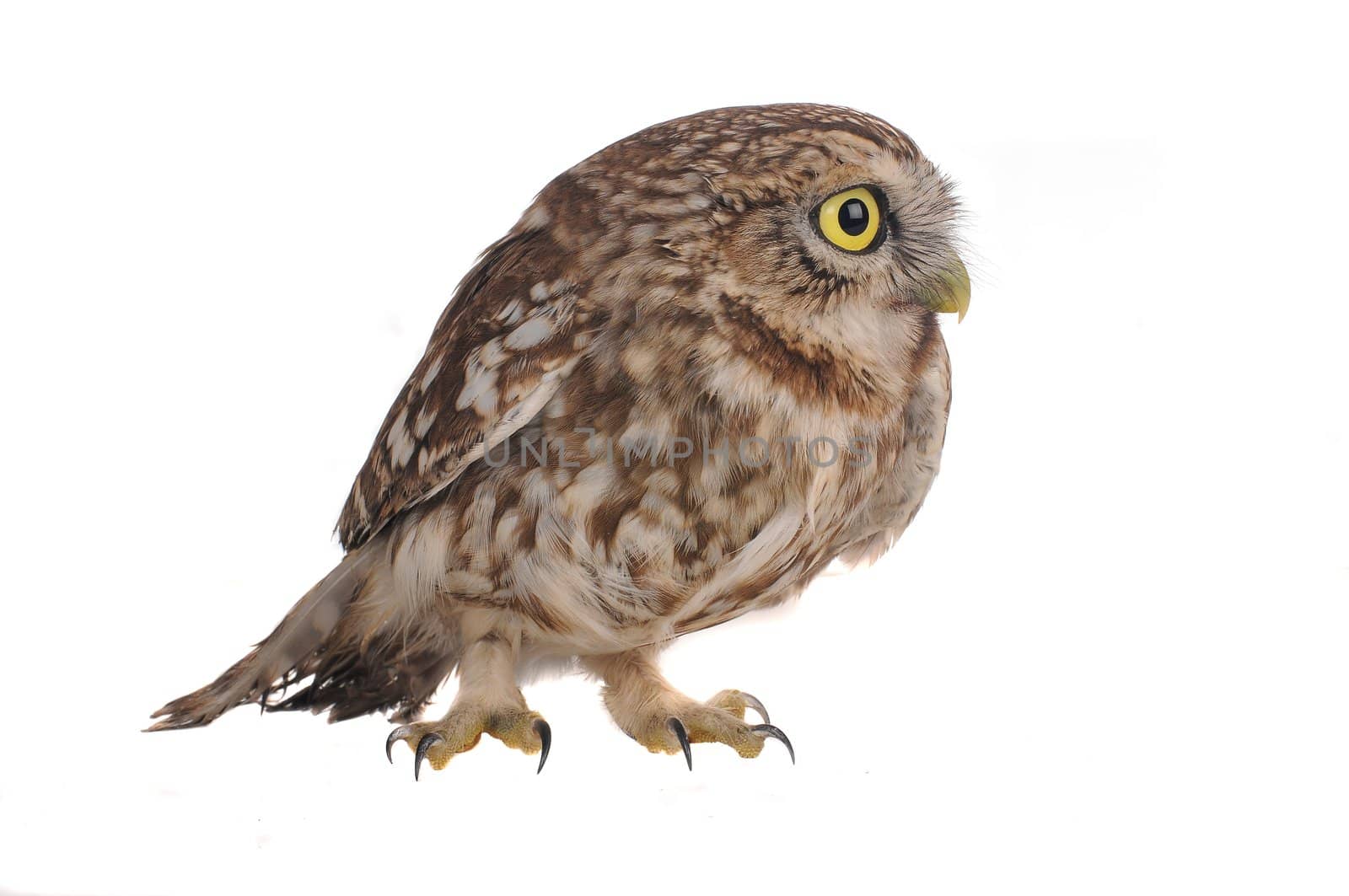 brownie  horned owl on a white background