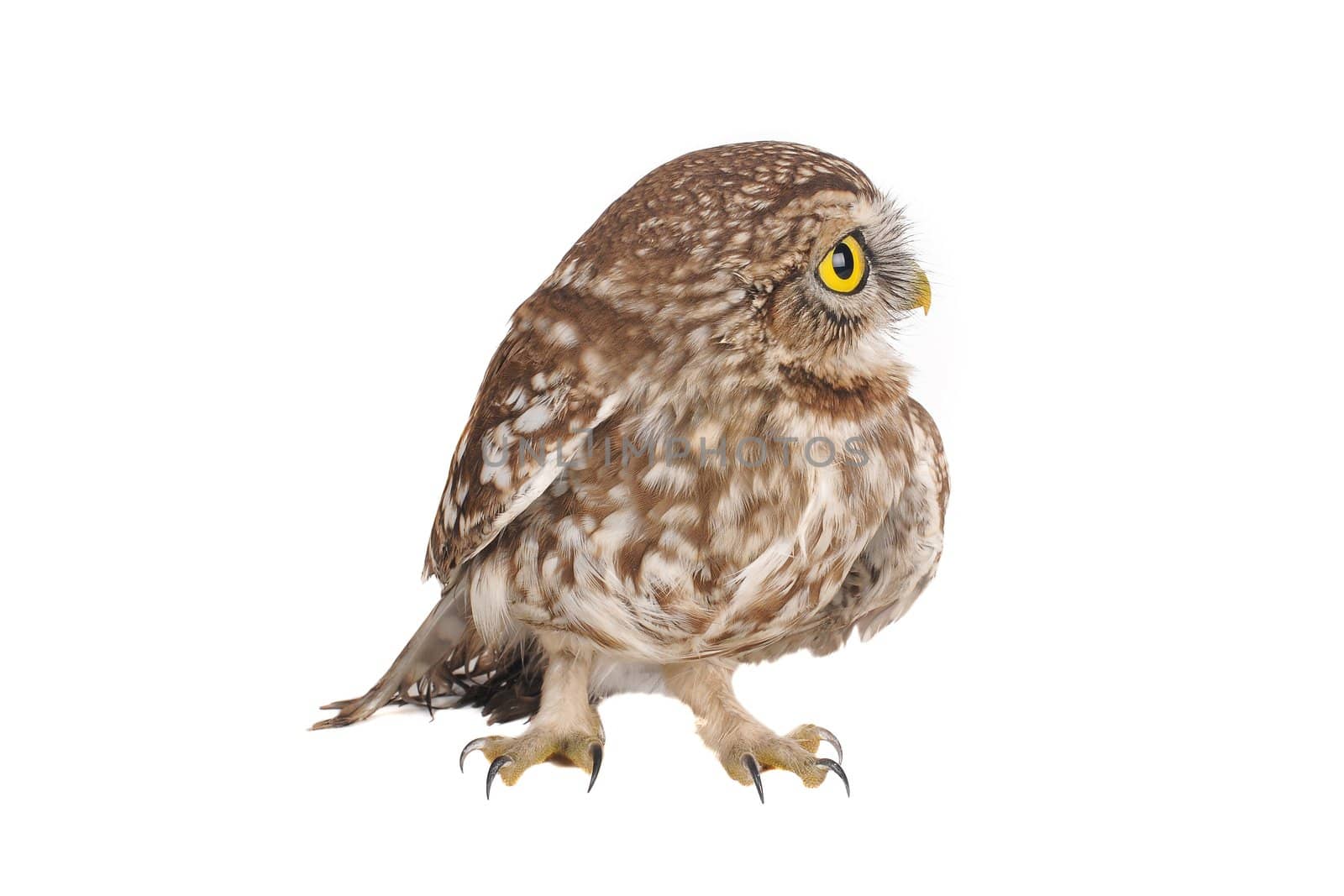 brownie  horned owl on a white background