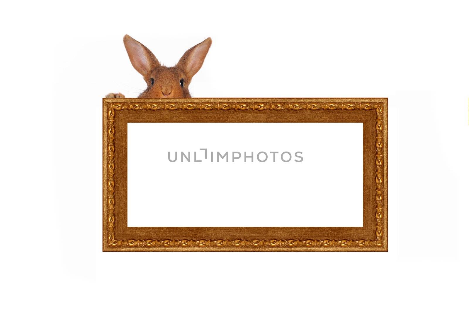 rabbit a picture frame on a white
