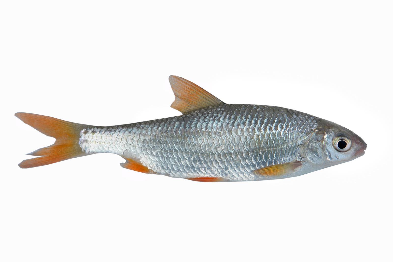 fish roach on white background                               