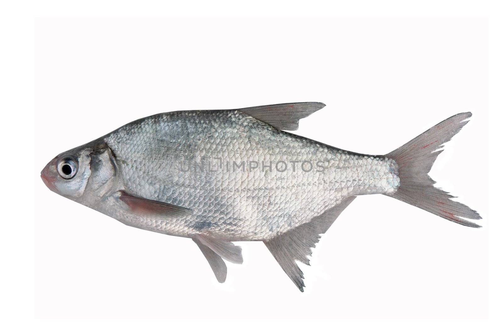 fish bream on white background                               
