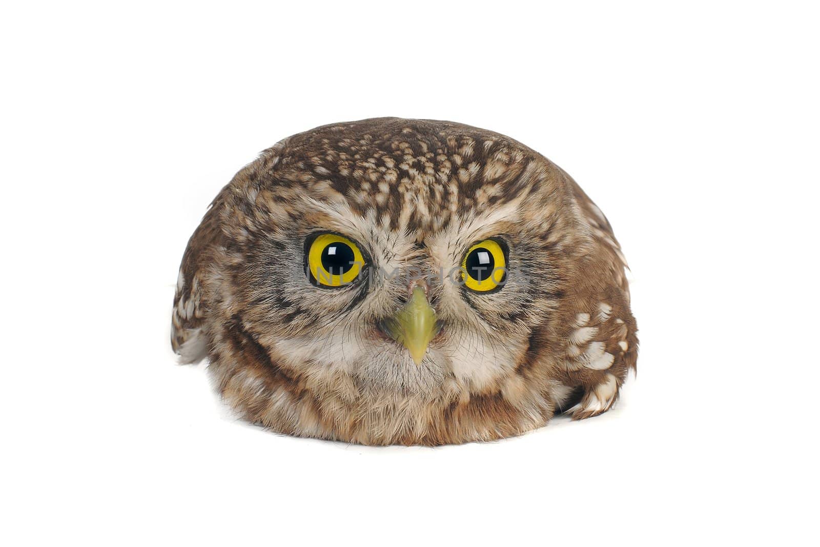  sitting brownie  horned owl on a white background
