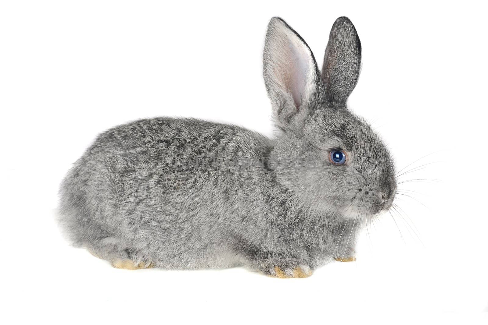 Gray rabbit with blue eyes
