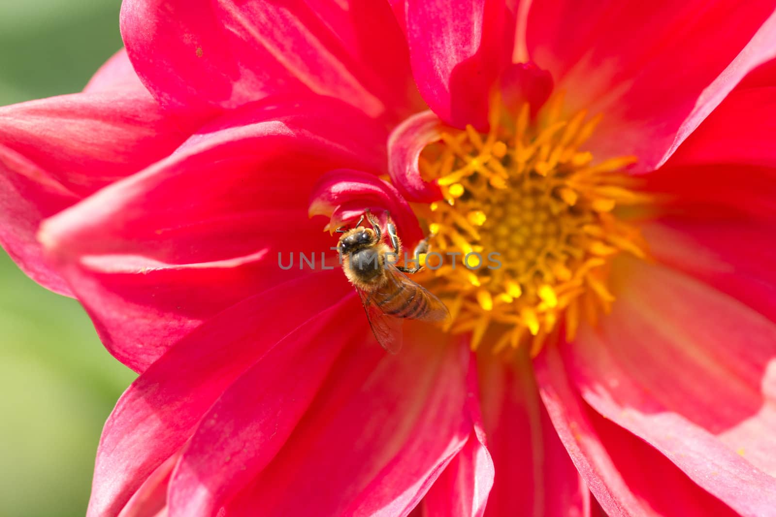 Honey bee pollinating a flower by derejeb