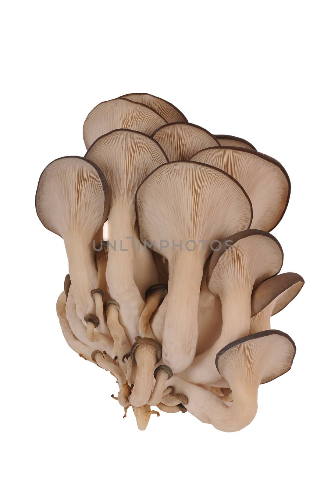 Oyster mushrooms on a white background