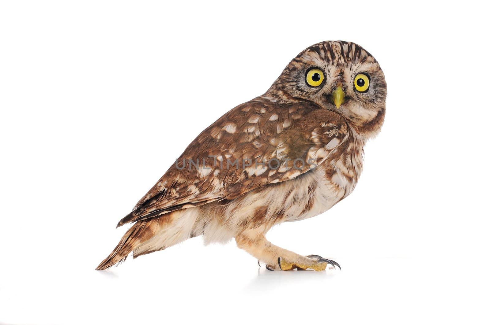 brownie  horned owl on a white background