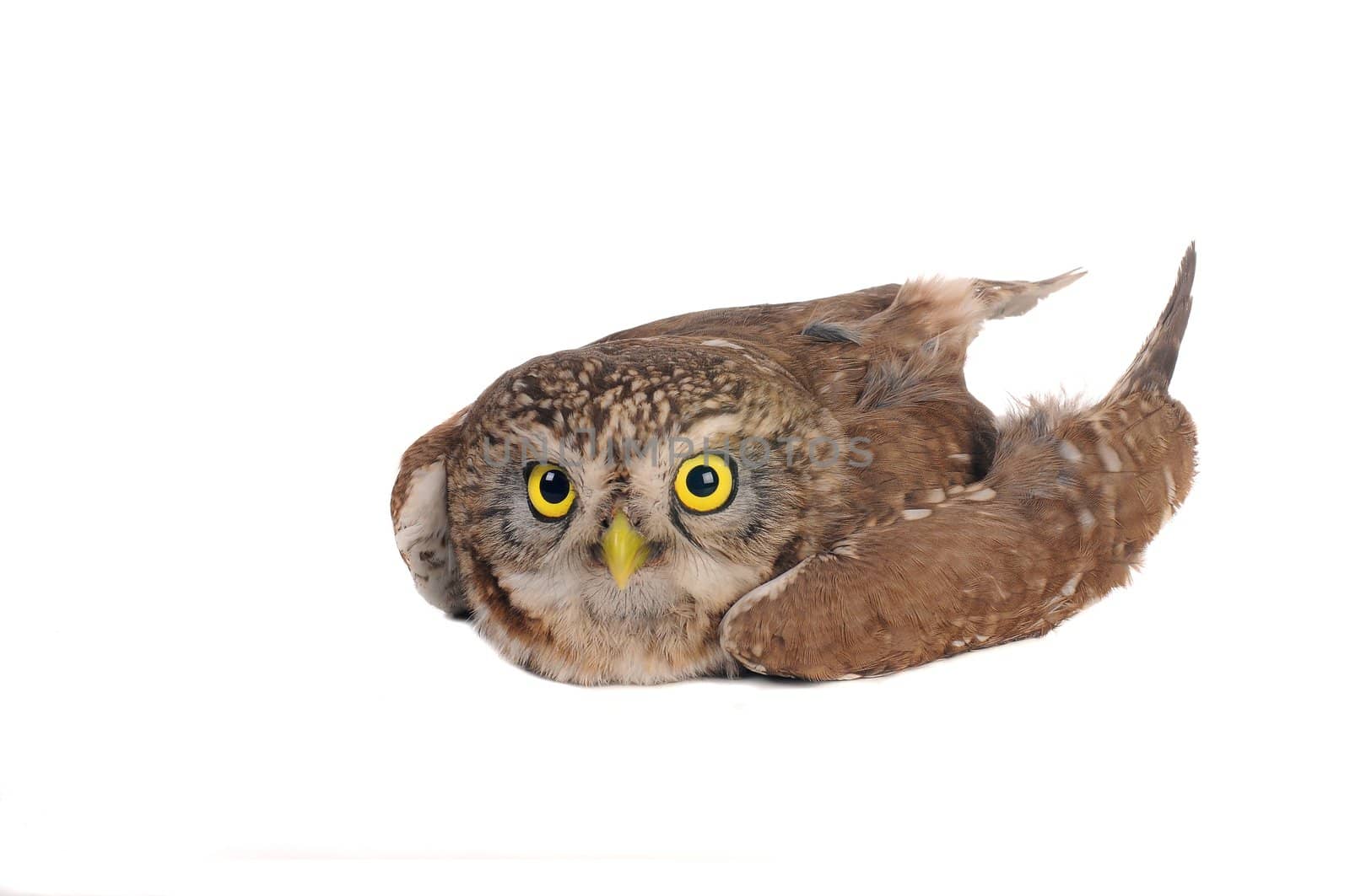 brownie  horned owl on a white background