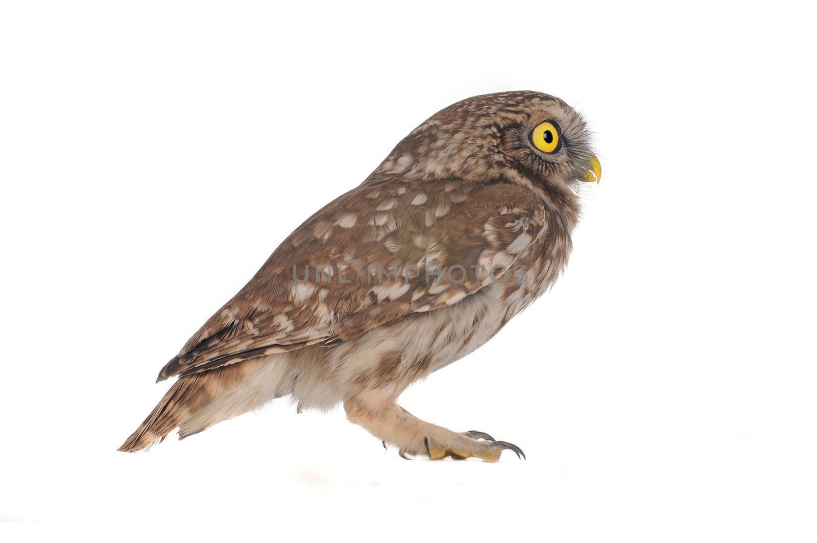 brownie  horned owl on a white background