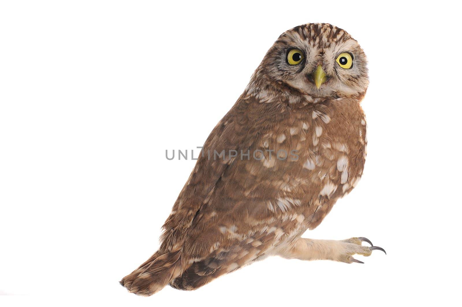 brownie  horned owl on a white background