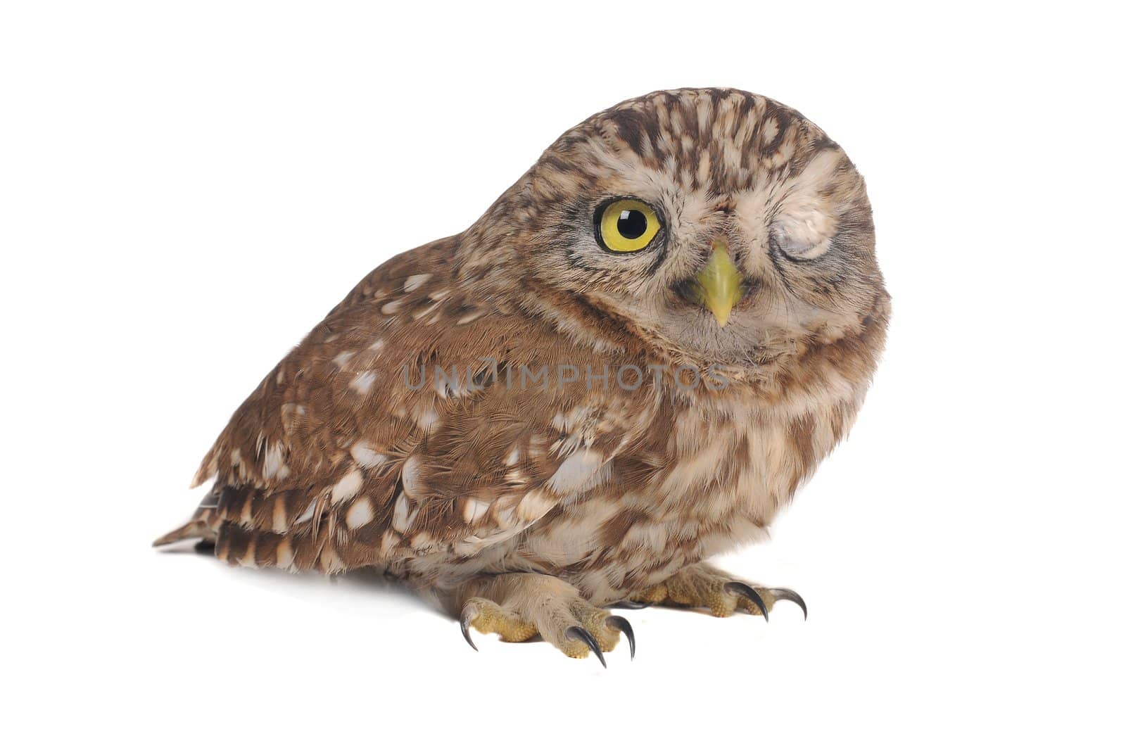 brownie  horned blinking owl on a white background