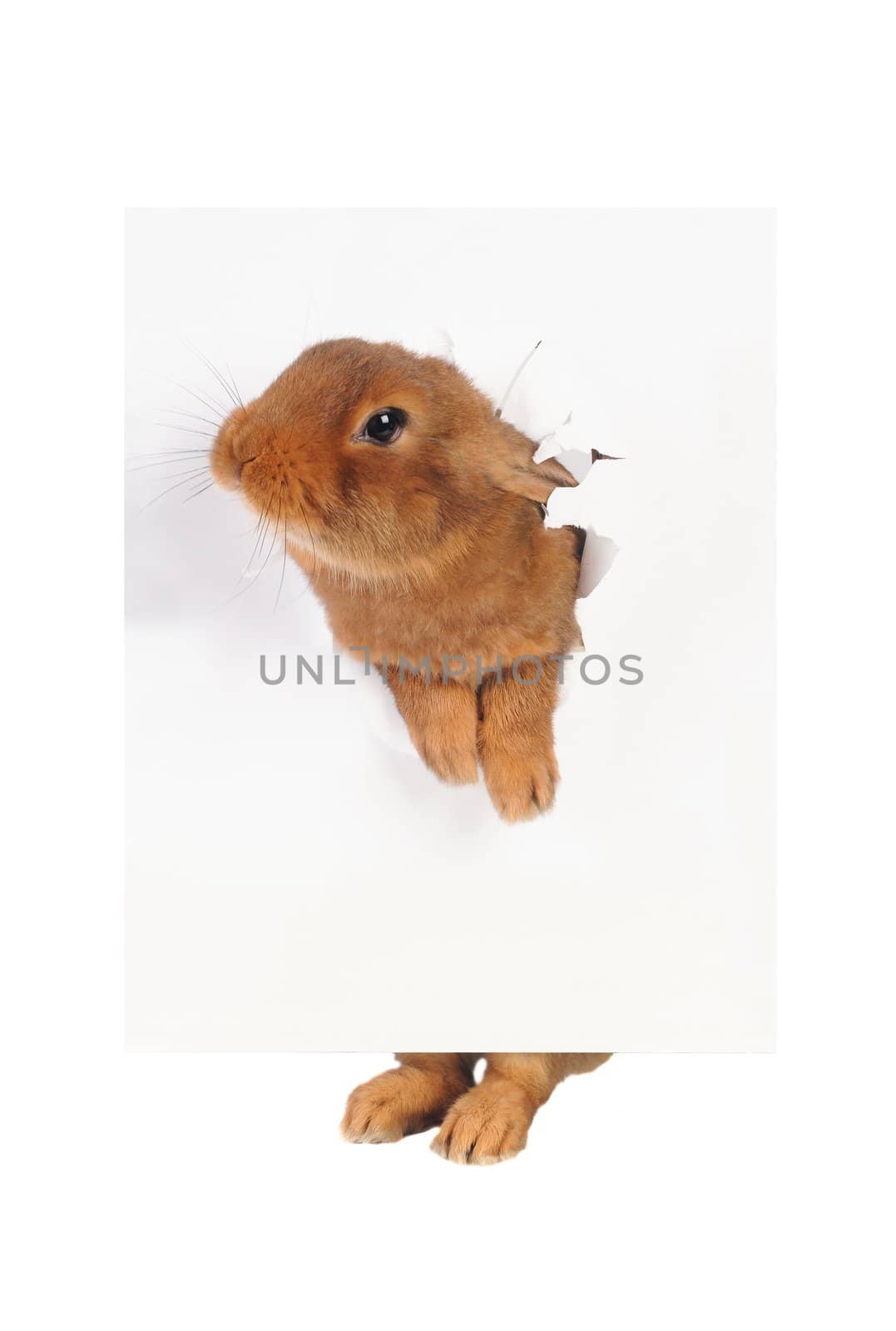 Rabbit with sheet for a text writing